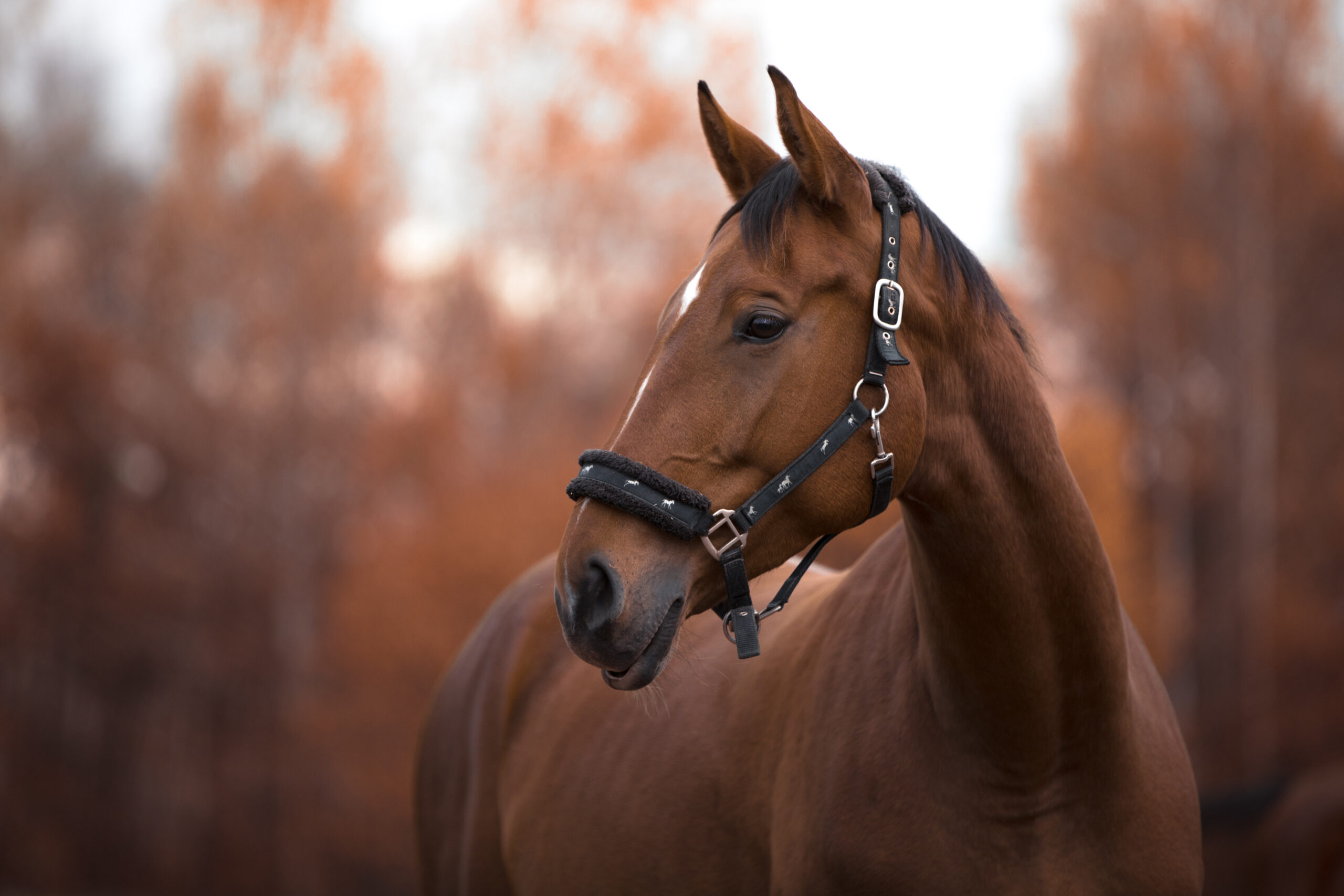 Strangles - Horses - Enalees