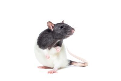 Rat Leptospirosis - Enalees