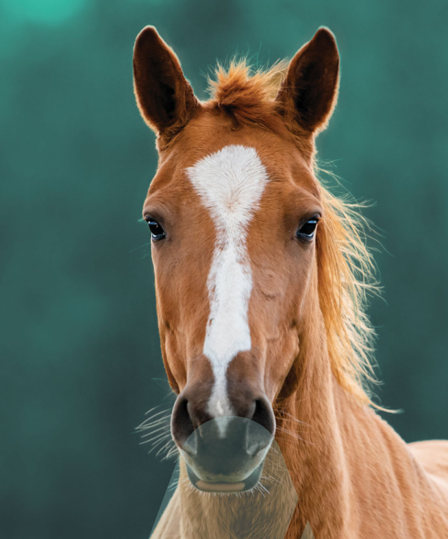 enalees-cheval-oniris