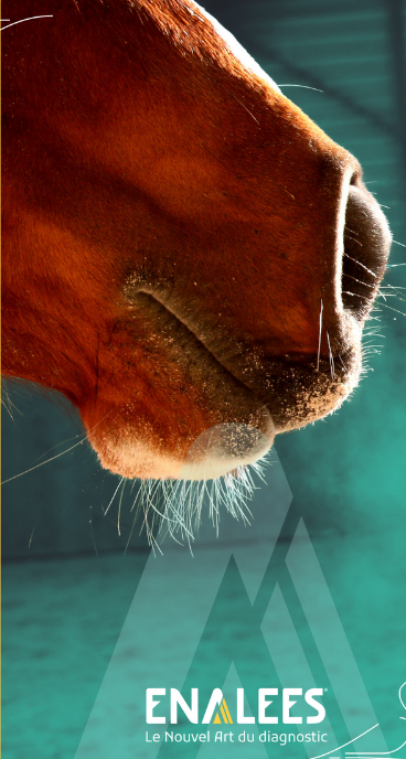 Etude de cas : grippe équine