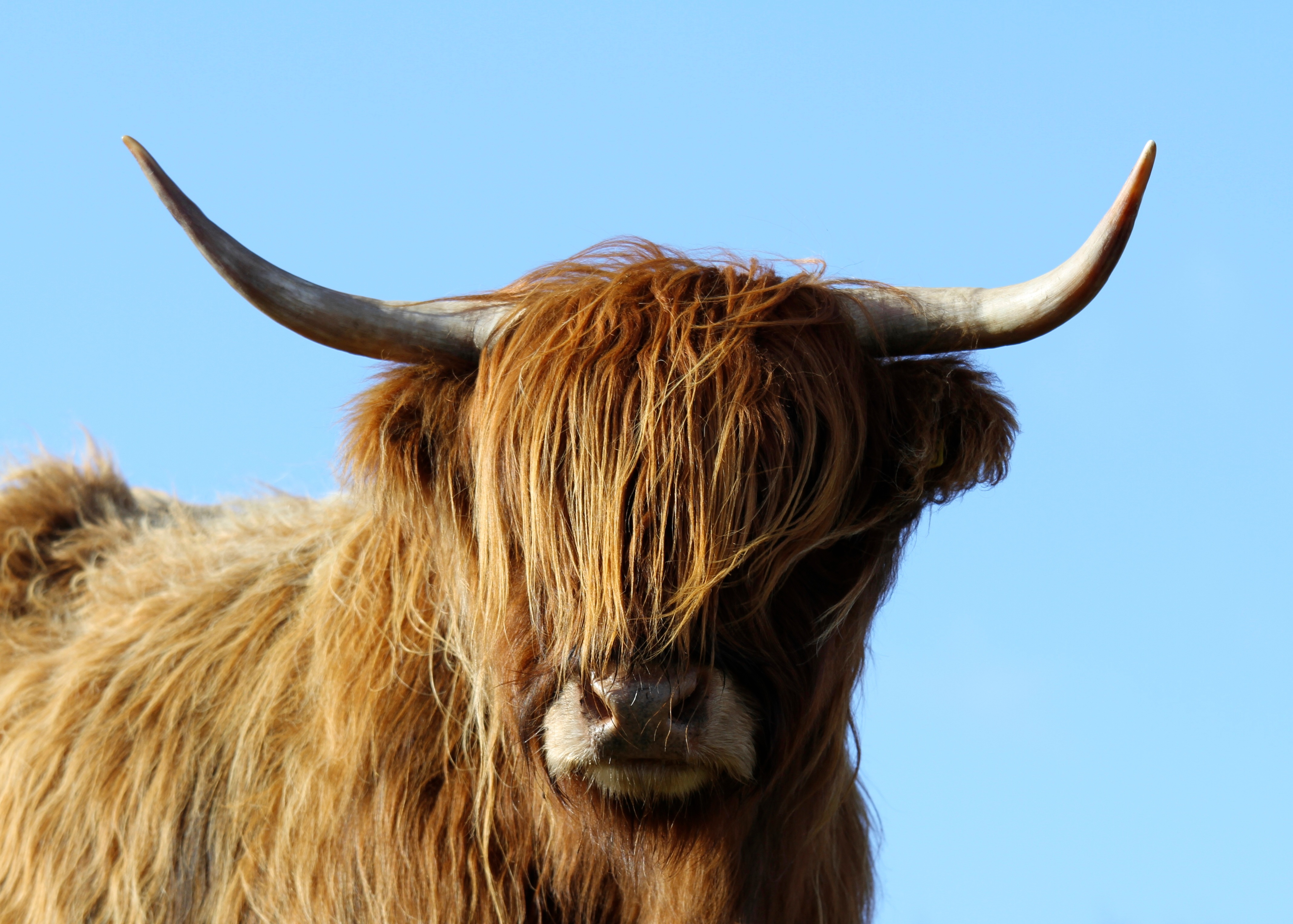 Vache Highland dans prairie - BRSV bovin