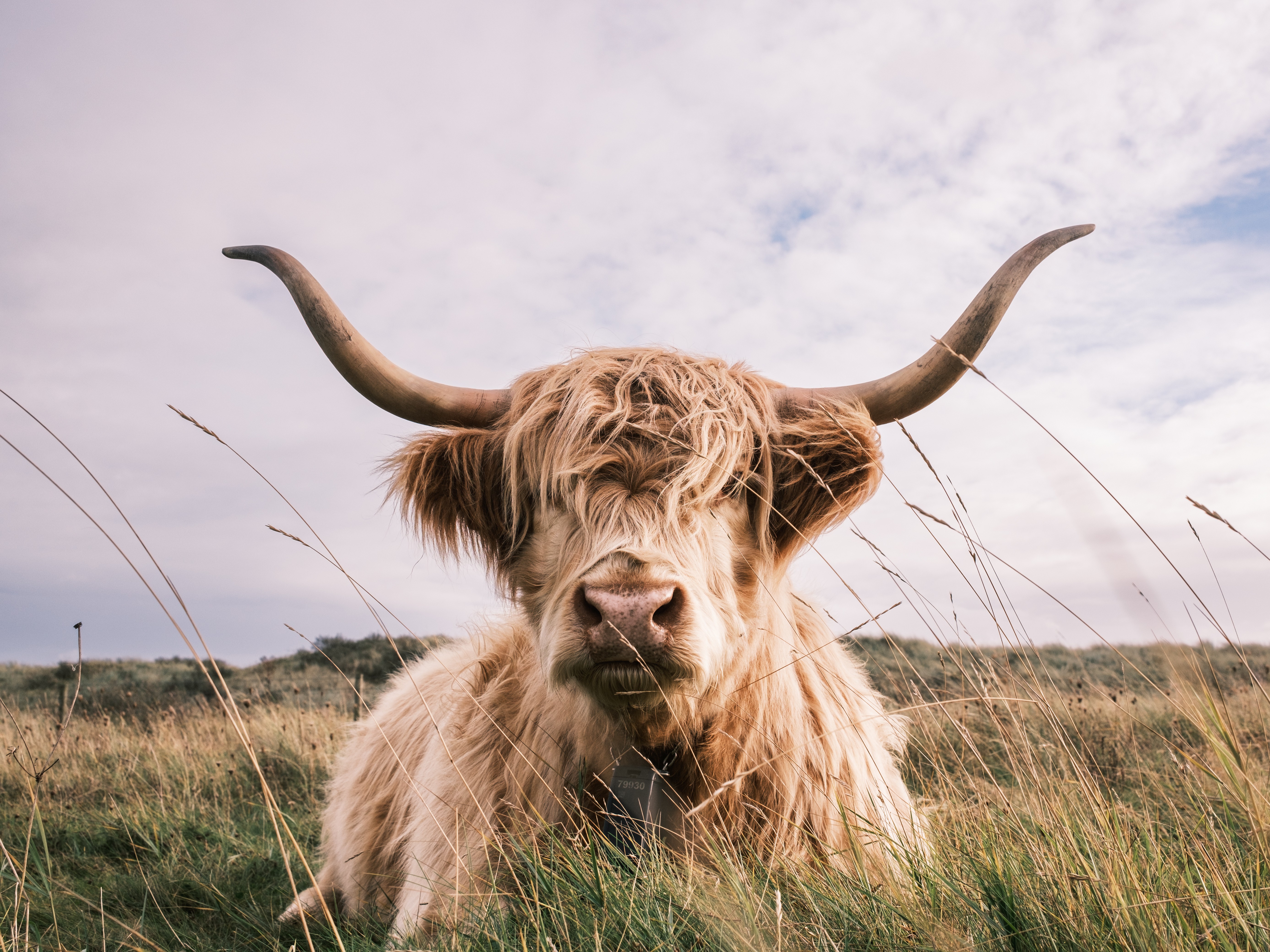 Vache allongée dans l'herbe