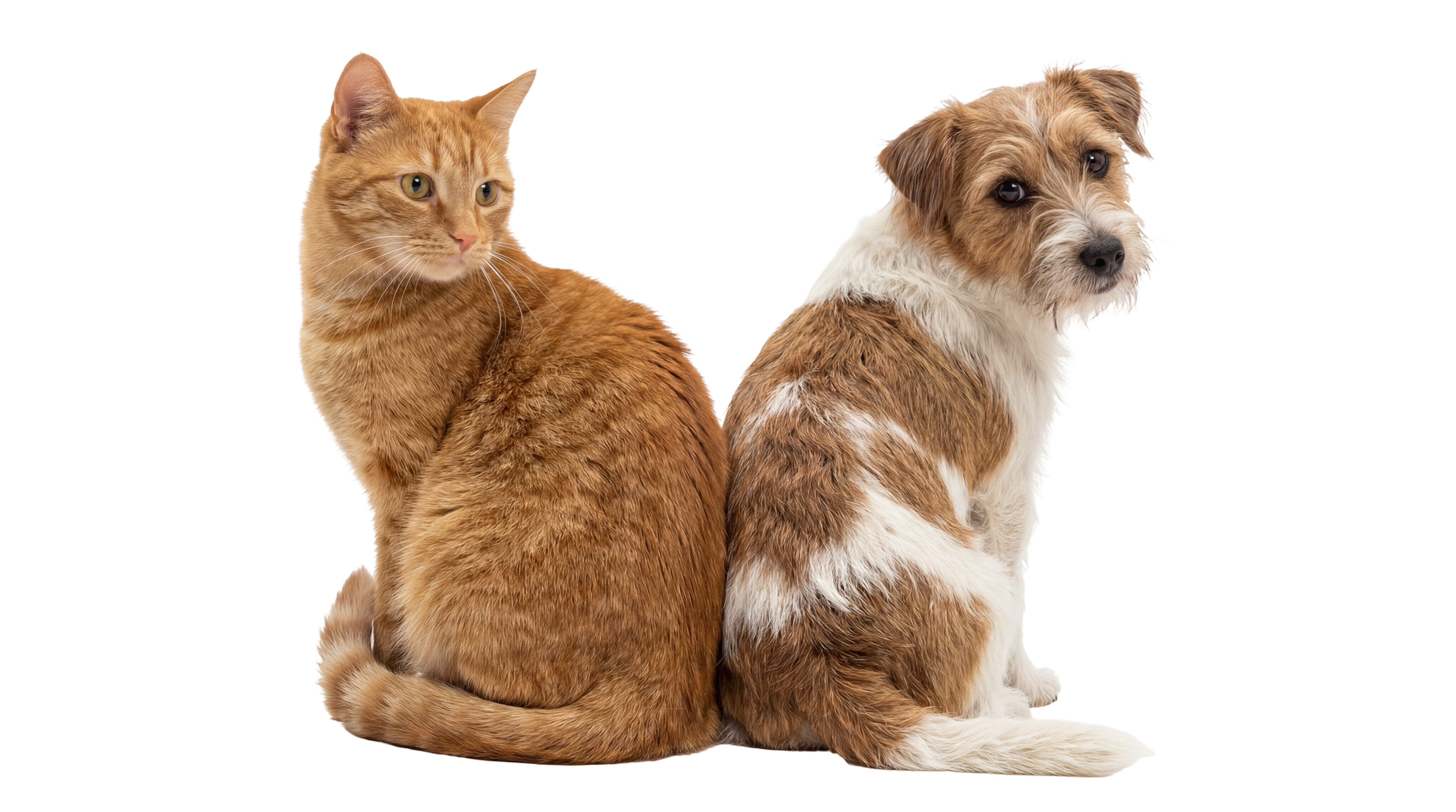 chat-et-chien-enalees