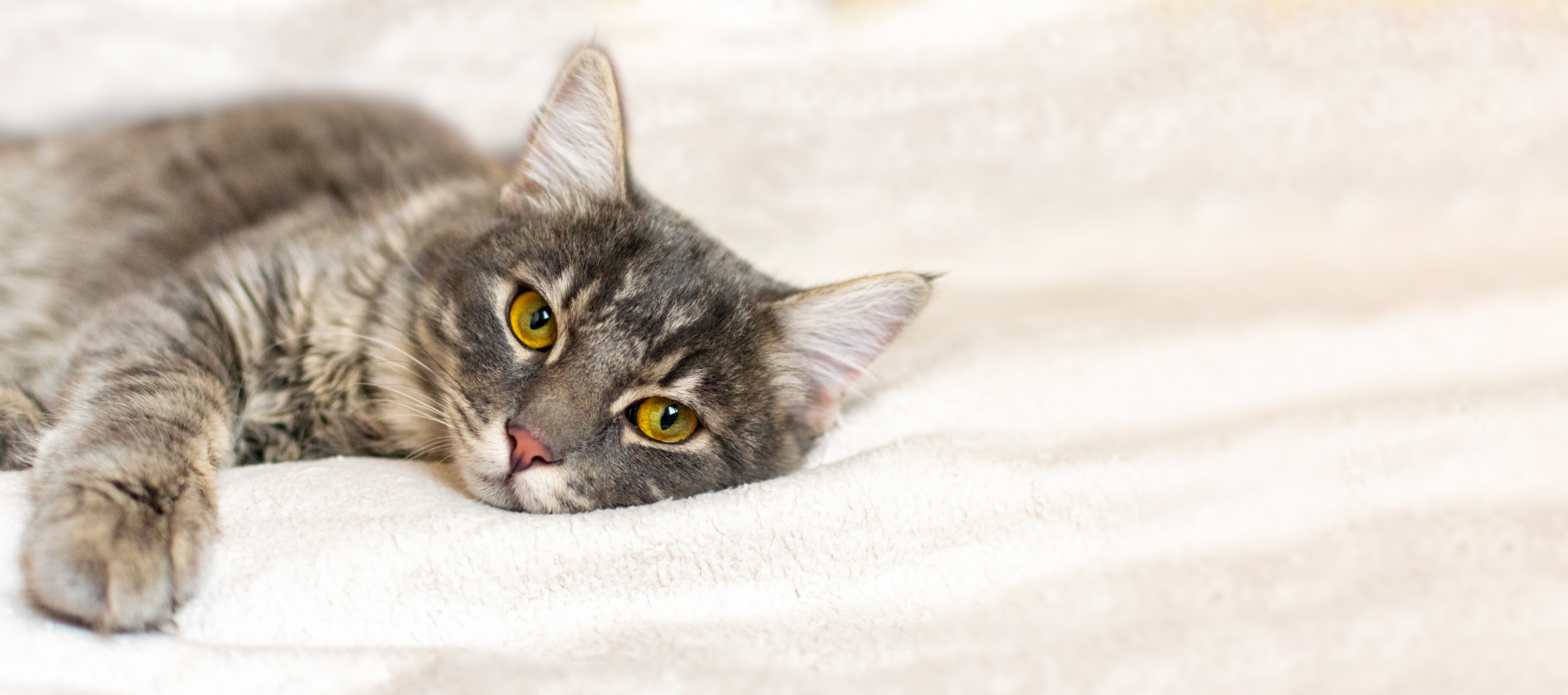 Feline Coronavirus (FCoV) | Veterinärdiagnostik | Enalees