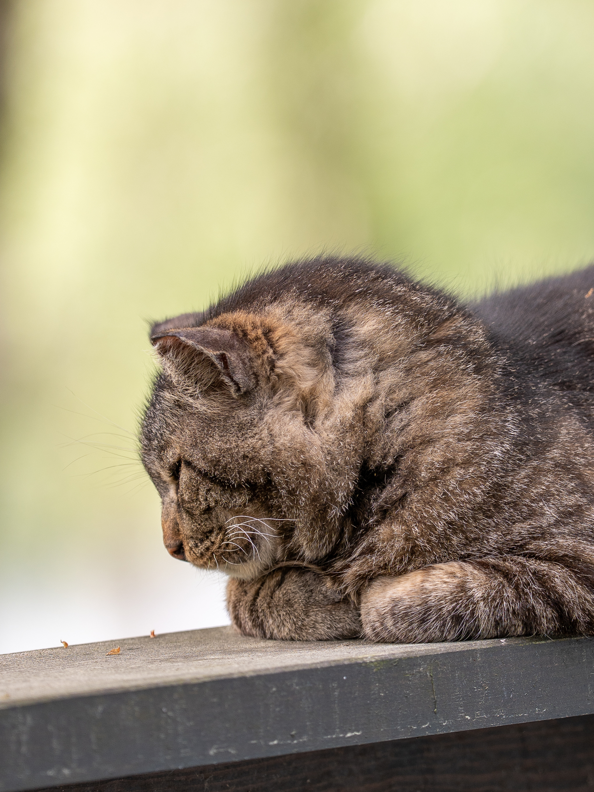 chat malade