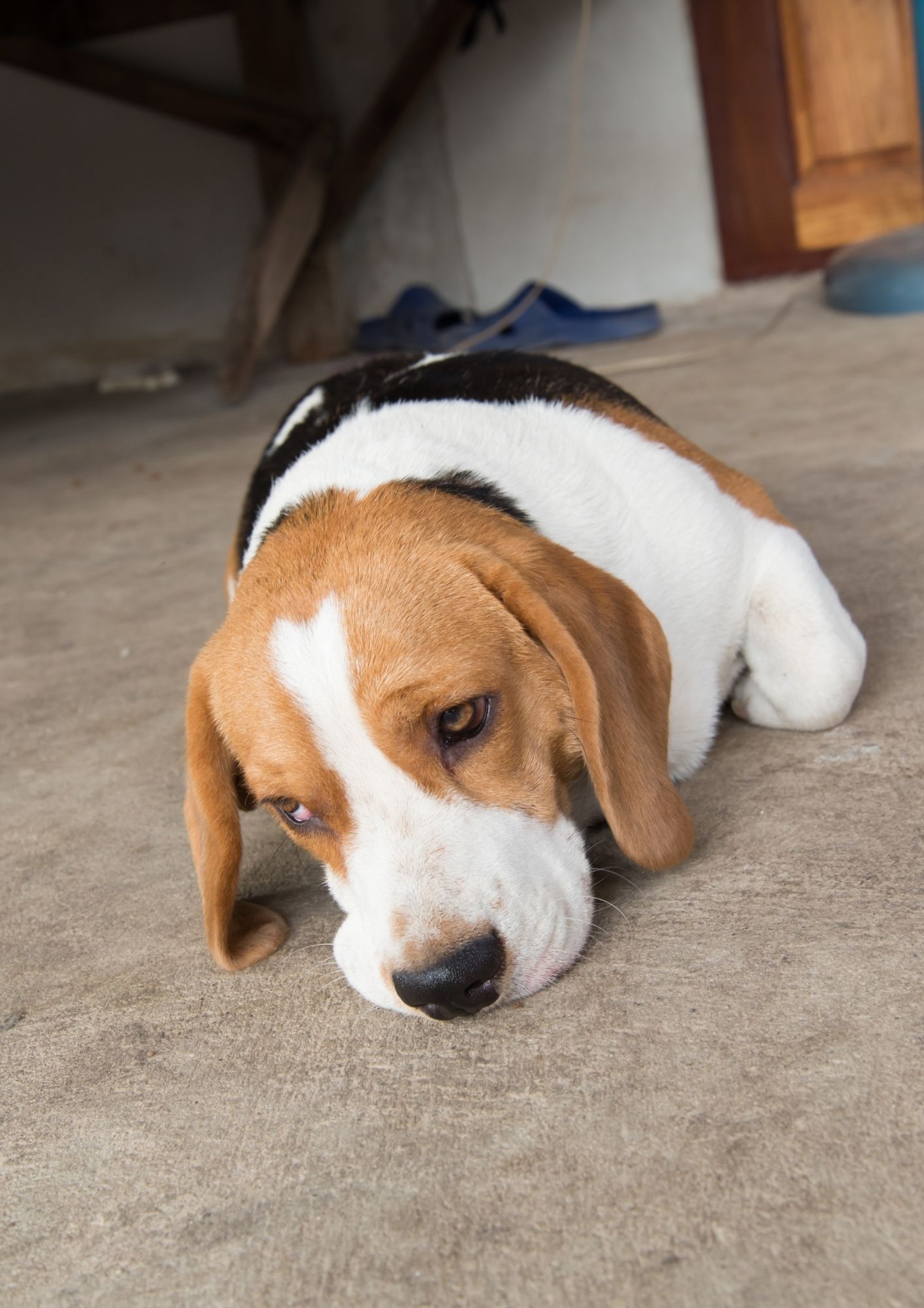 beagles malade