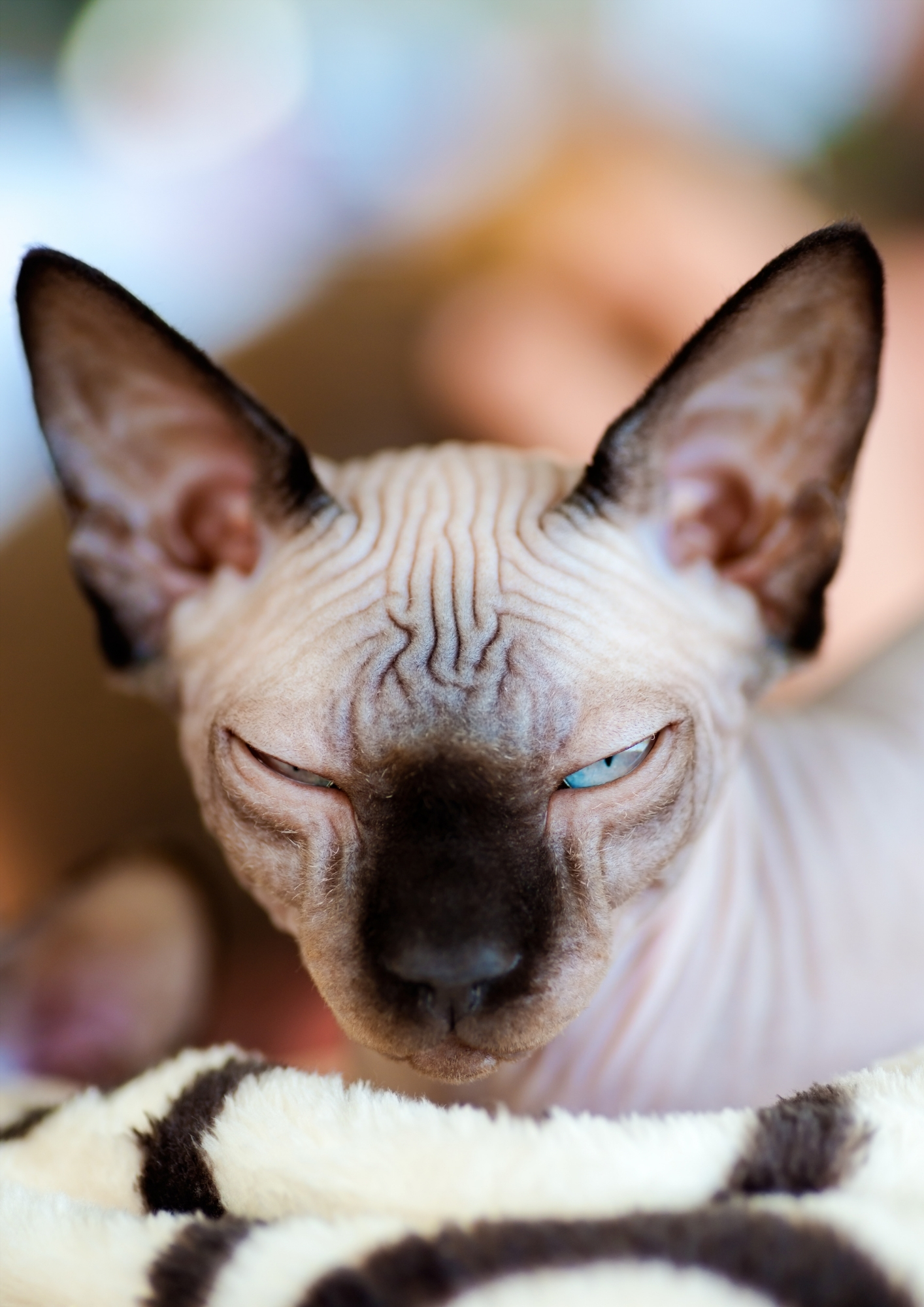 chat siamois malade