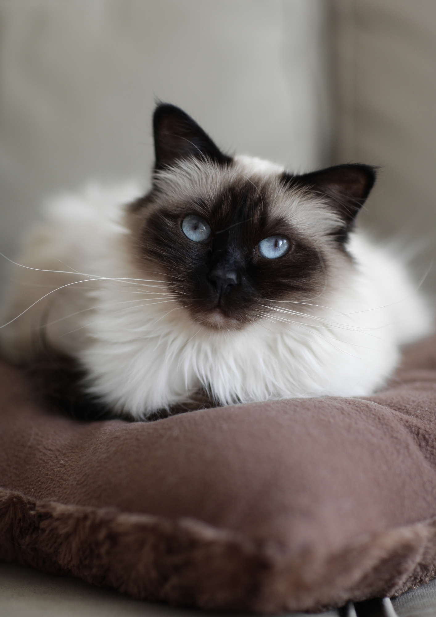 chat birmin maalde