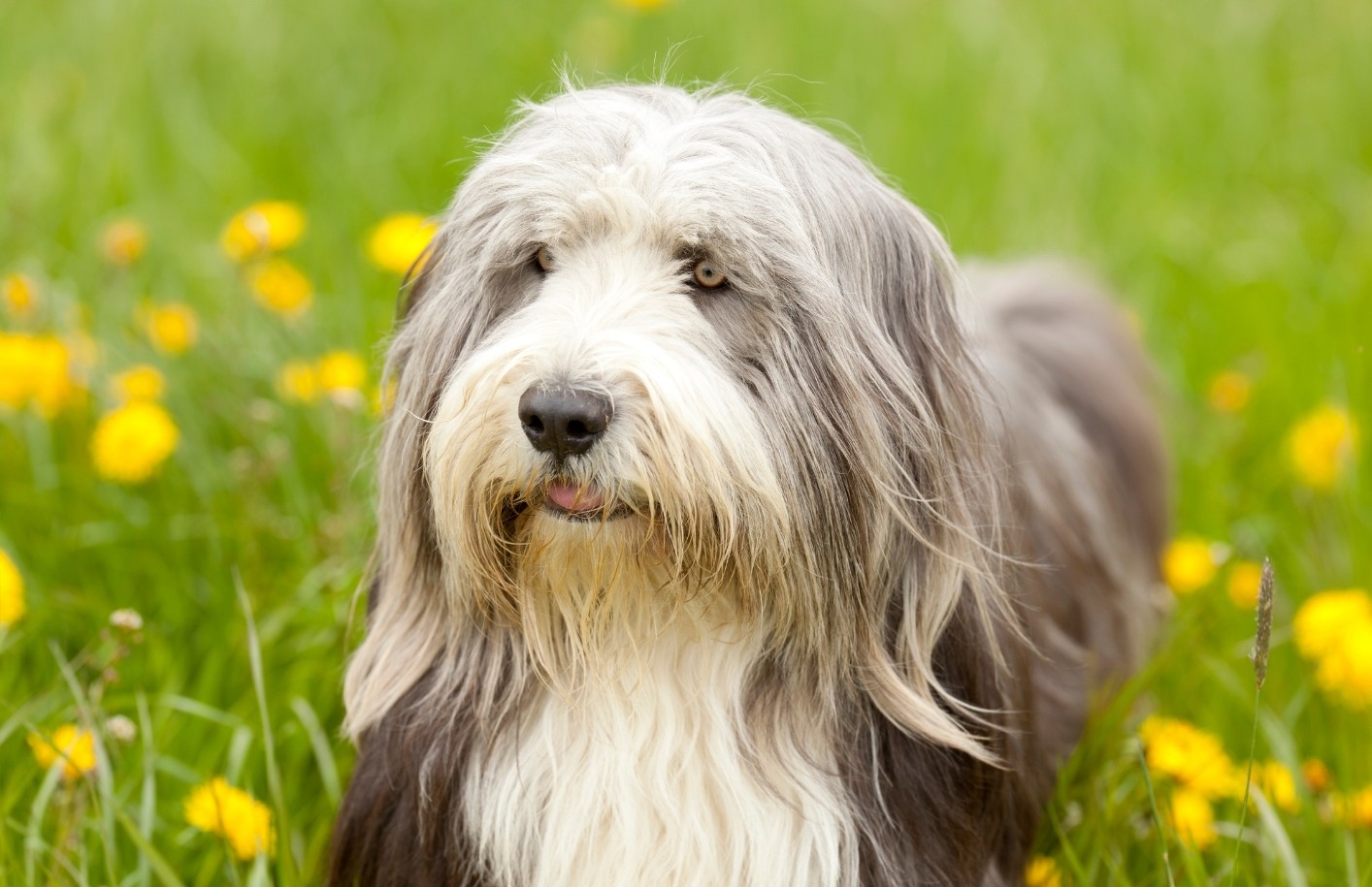 Bearded Collie malade