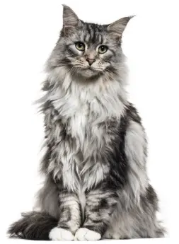 Tests for cats to support your diagnostic decision – Enalees