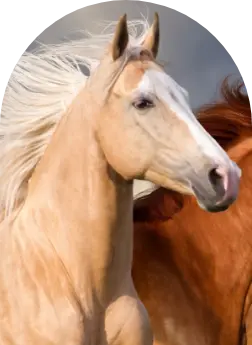 Tests for horses to support your diagnostic decision – Enalees