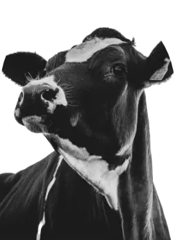 Des tests pour les chevaux pour vous supporter dans votre diagnostic - Enalees