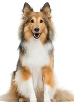 Des tests pour les chiens pour vous supporter dans votre diagnostic - Enalees