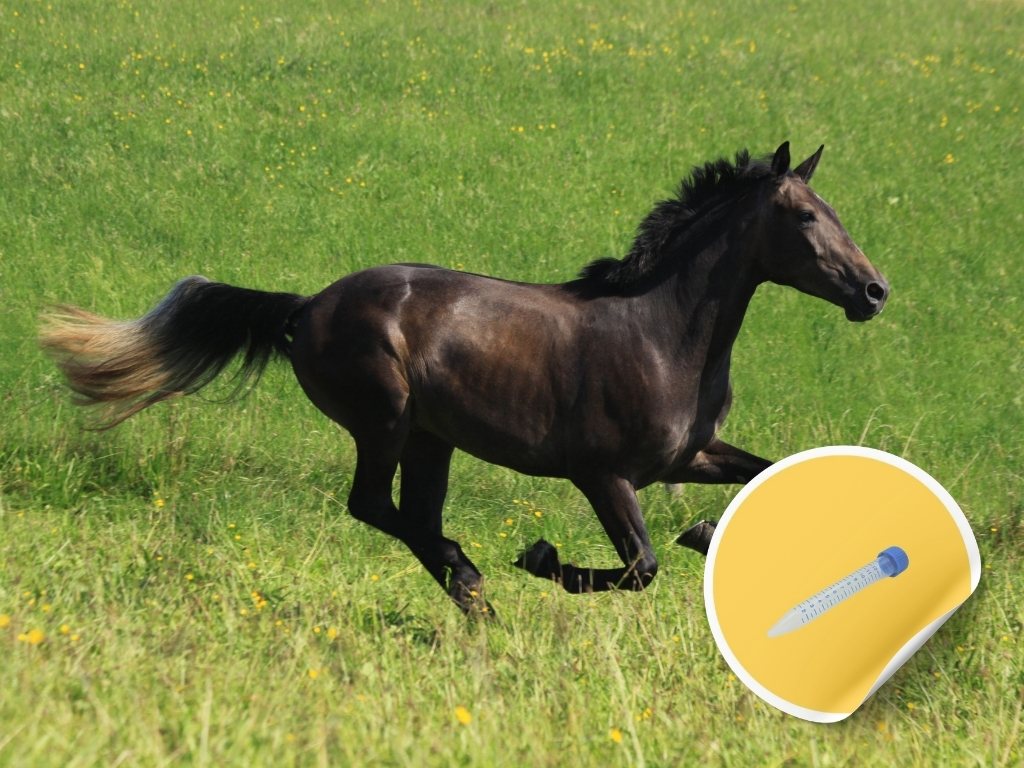Epona Streptococcus equi, Streptococcus zooepidemicus Lavage
