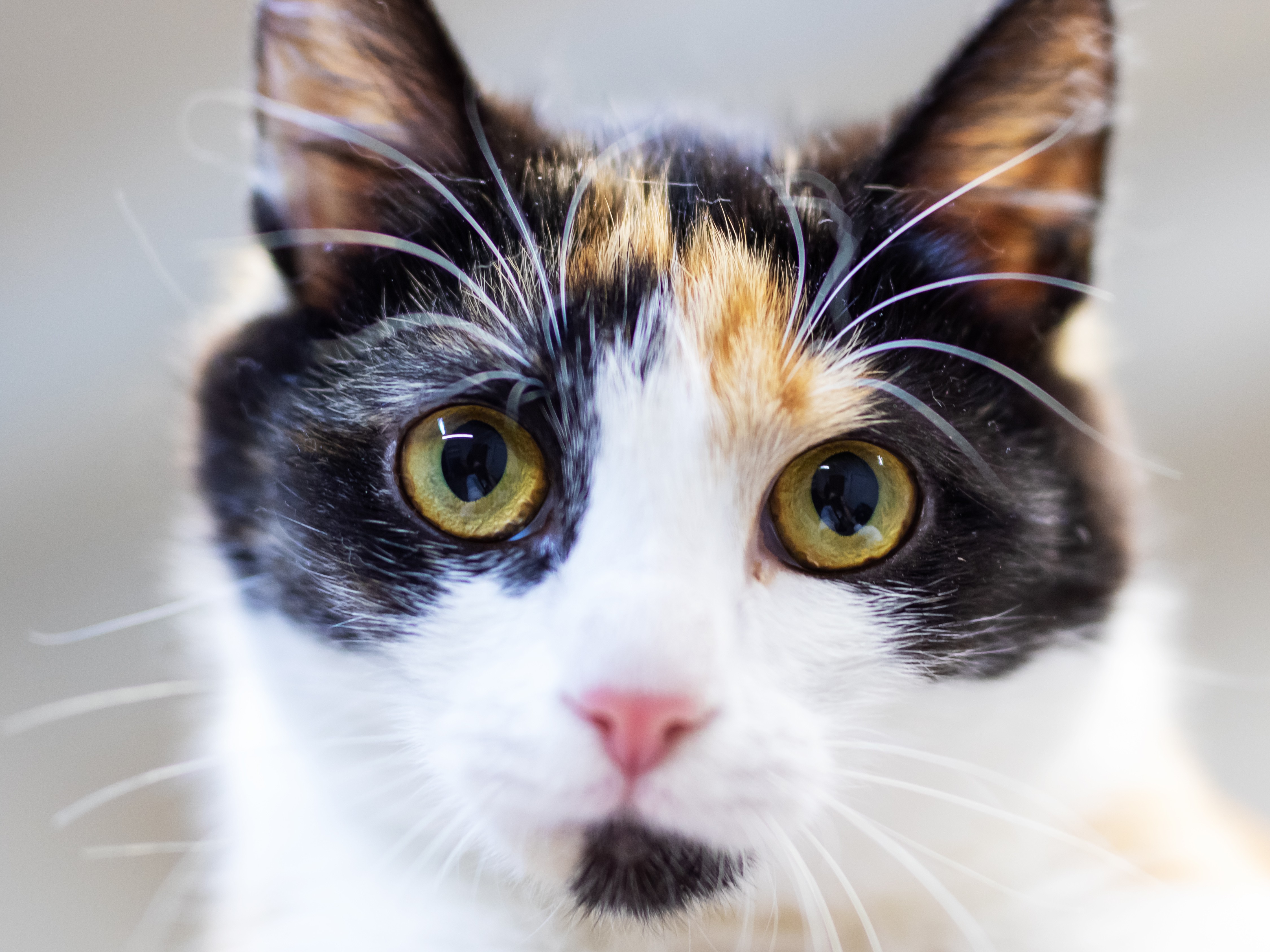 Astéria Herpes, Calicivirus, Chlamydia felis, Mycoplasma felis