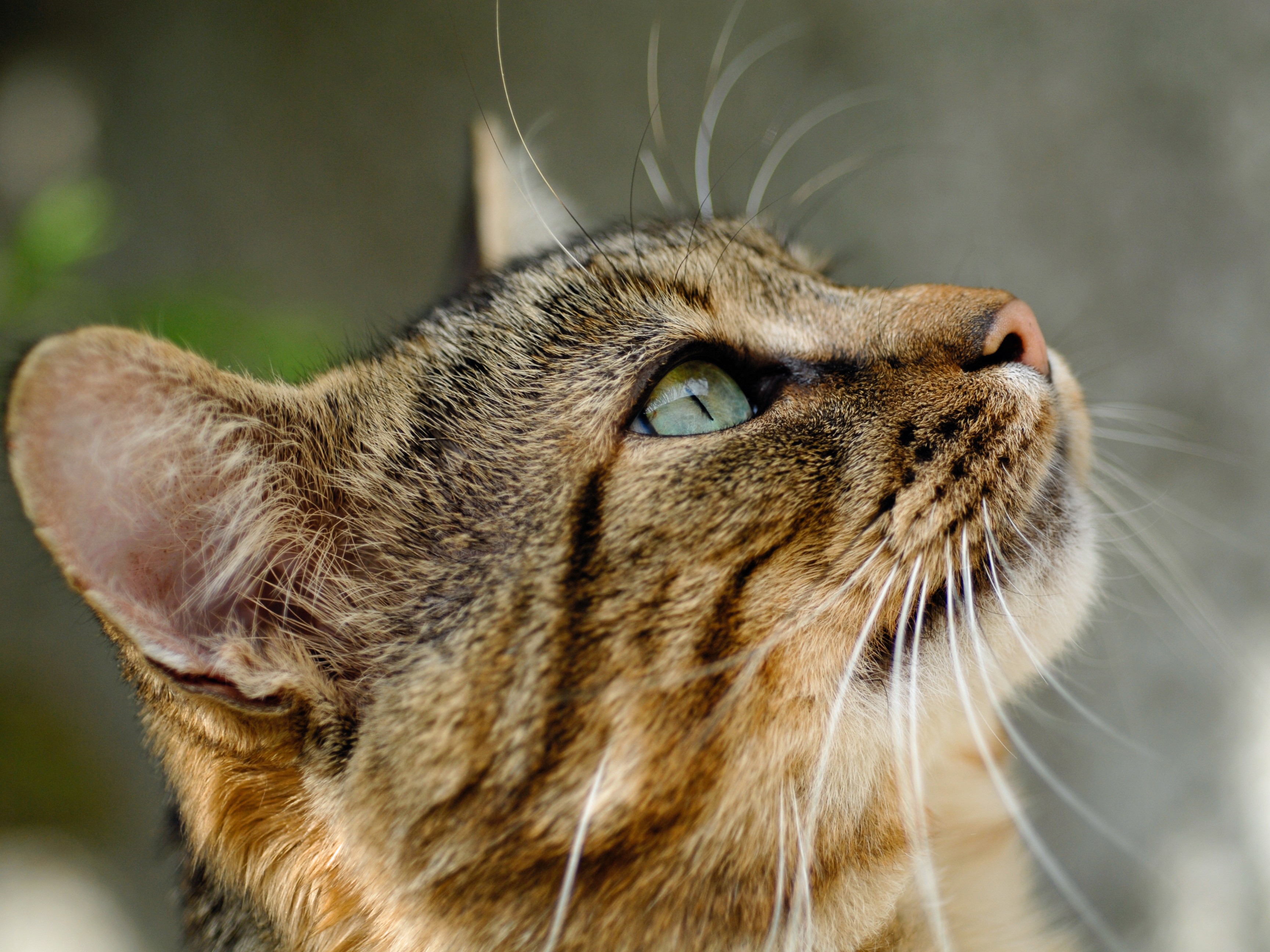 Astéria Feline Coronavirus
