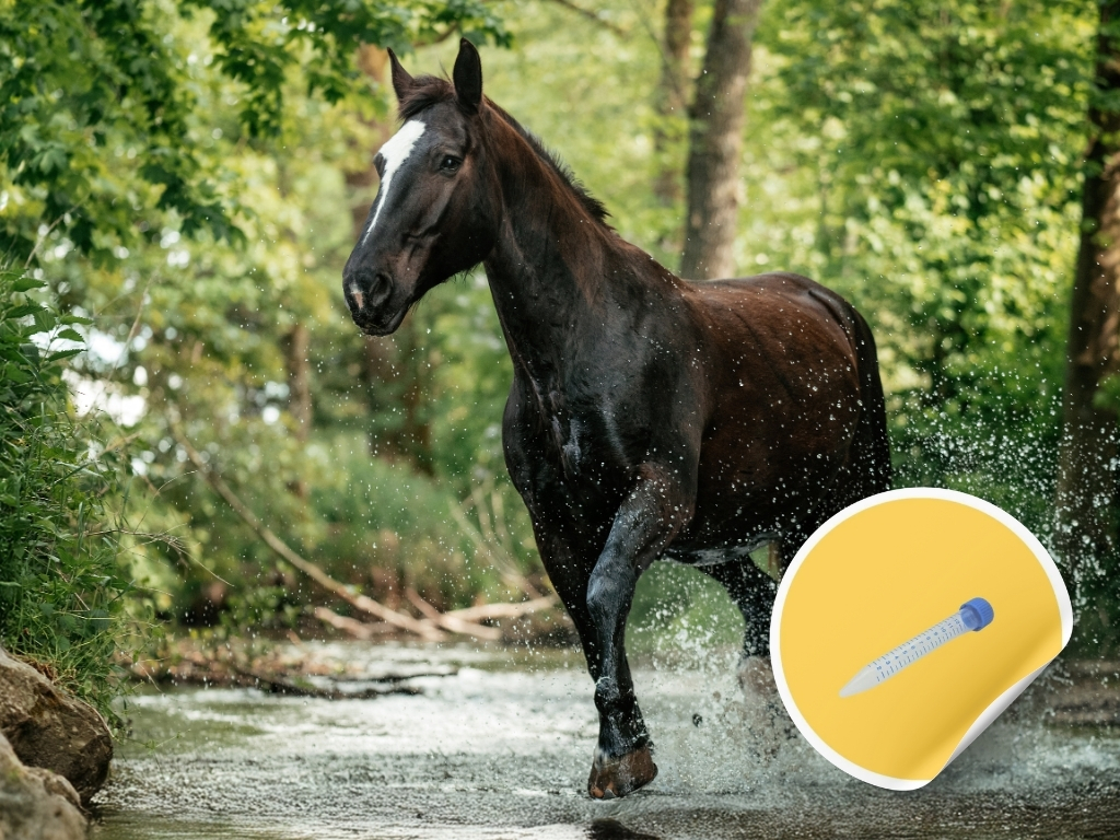 Epona EHV-1, EHV-2, EHV-4, EHV-5, EIV, Streptococcus equi, Streptococcus zooepidemicus Lavage