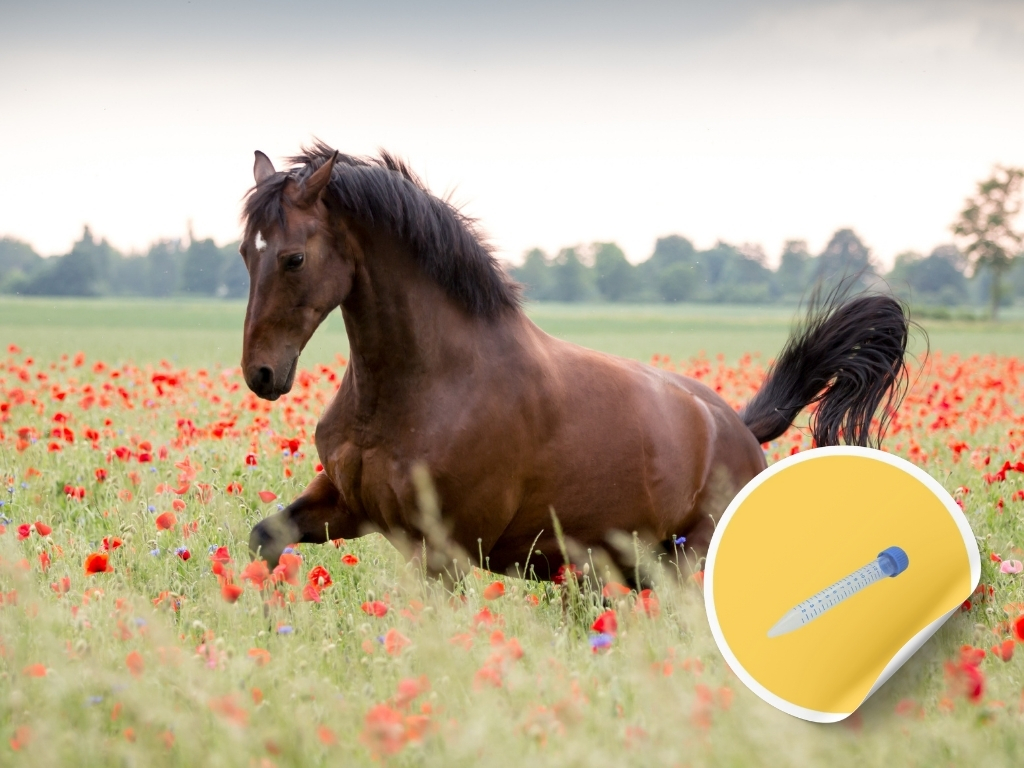 Epona EHV-4 Lavage