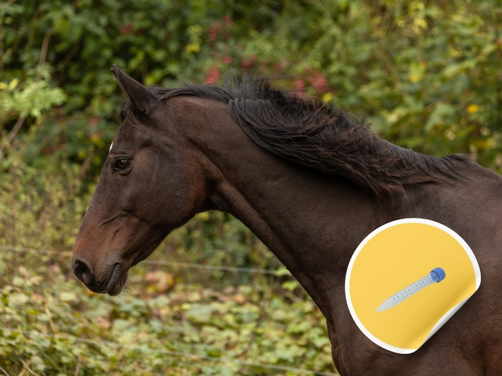 Epona EHV-1, EHV-4, EIV, Streptococcus equi, Streptococcus zooepidemicus Lavage