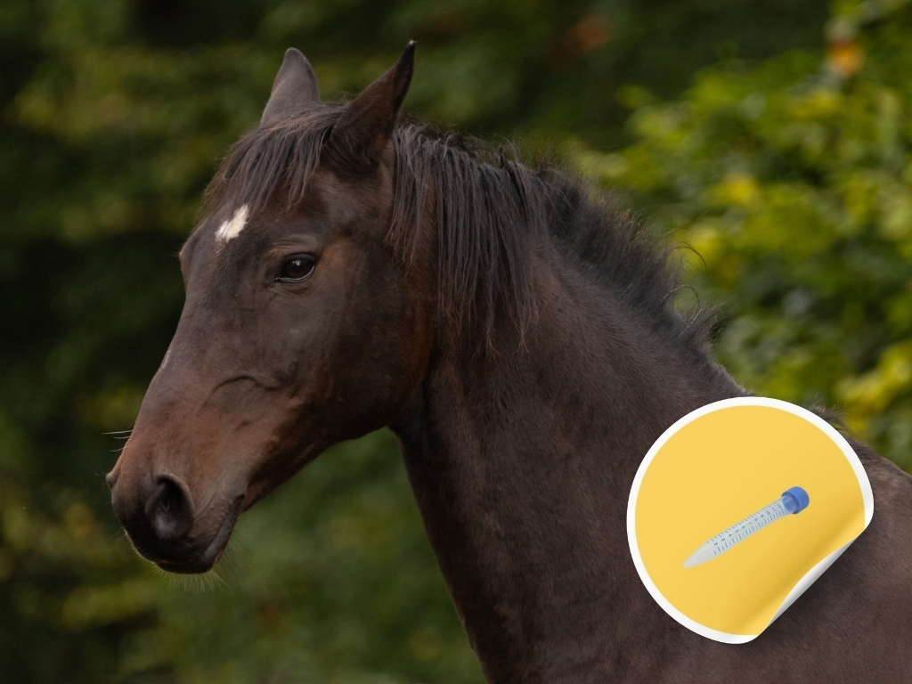 Epona EHV-1, EHV-4, EIV, Streptococcus equi Lavage