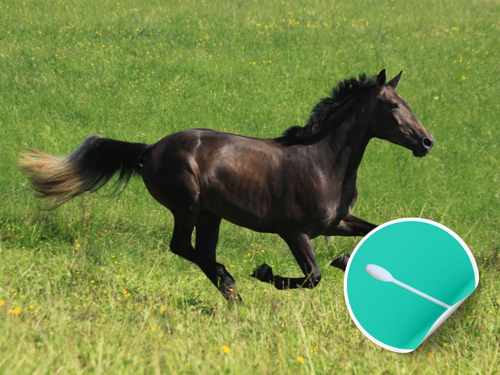 Epona Streptococcus equi, Streptococcus zooepidemicus ENP