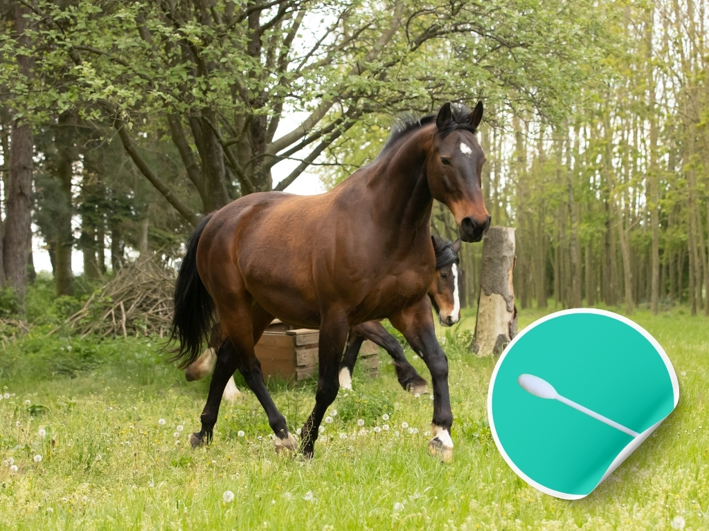 Epona EHV-1, EHV-2, EHV-4, EHV-5 ENP