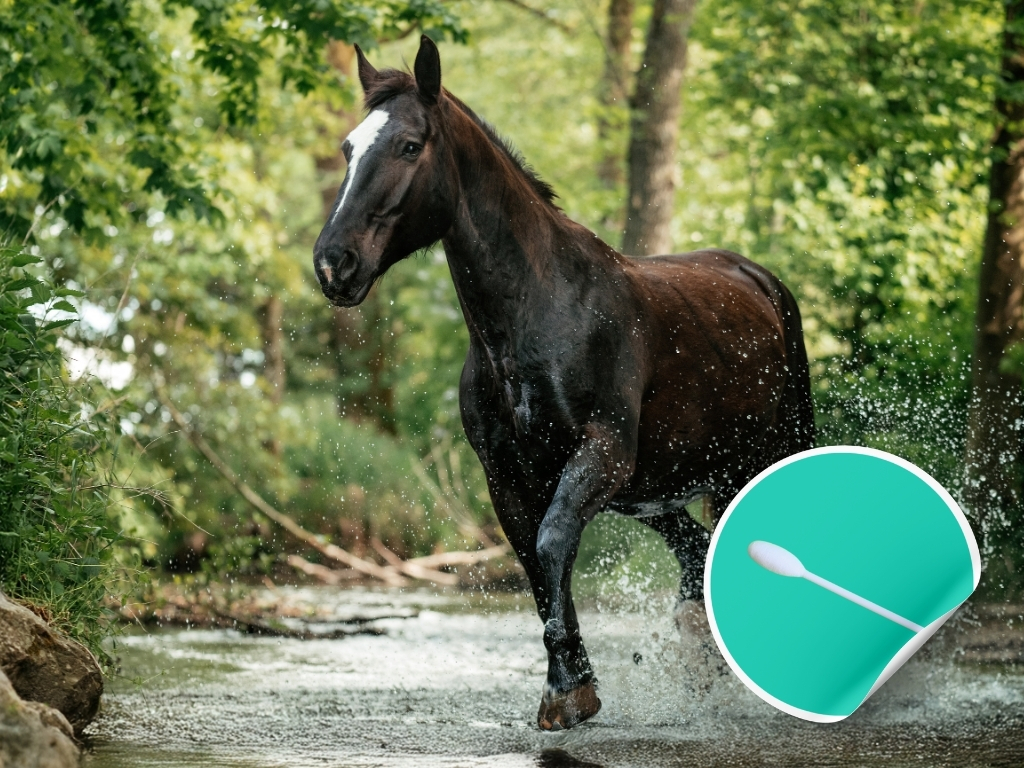 Epona EHV-1, EHV-2, EHV-4, EHV-5, EIV, Streptococcus equi ENP