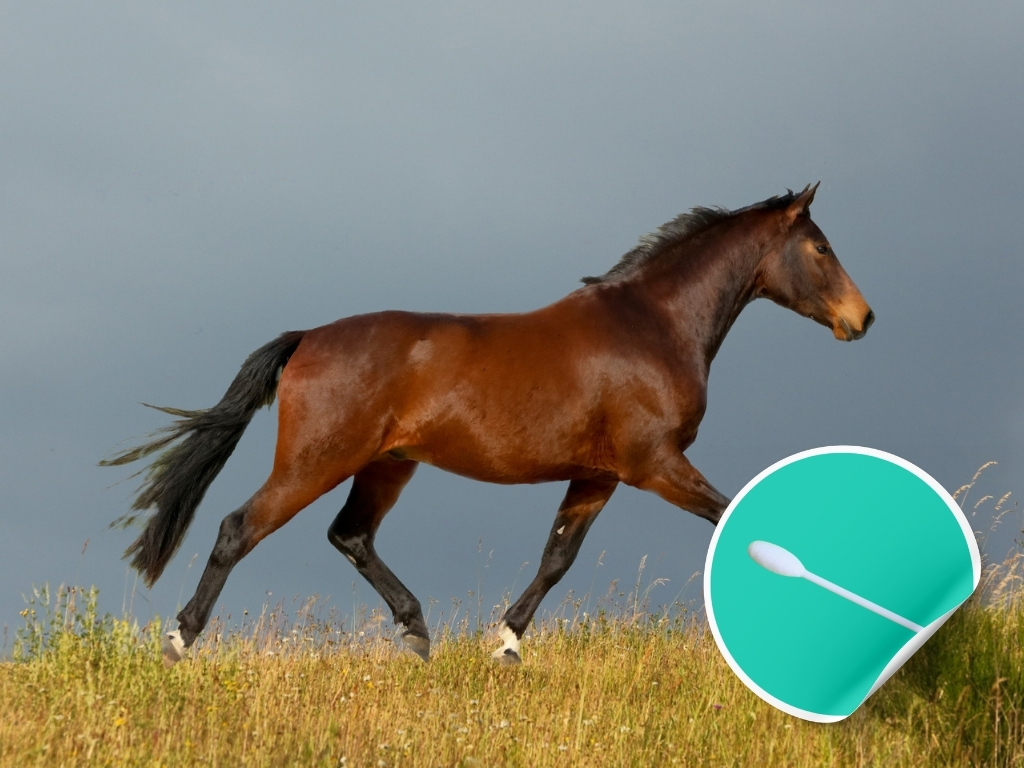 Epona EHV-1 Swab