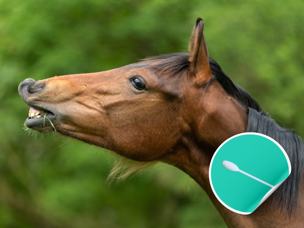 Epona EHV-2, EHV-5 ENP