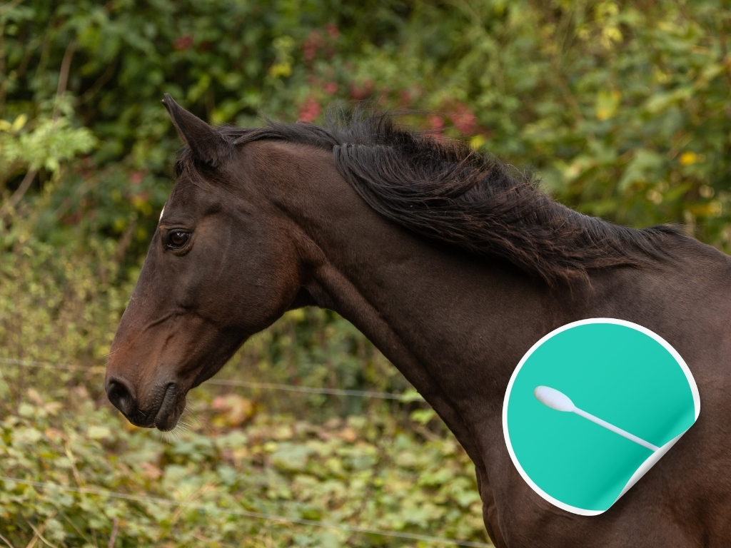 Epona EHV-1, EHV-4, EIV, Streptococcus equi, Streptococcus zooepidemicus ENP