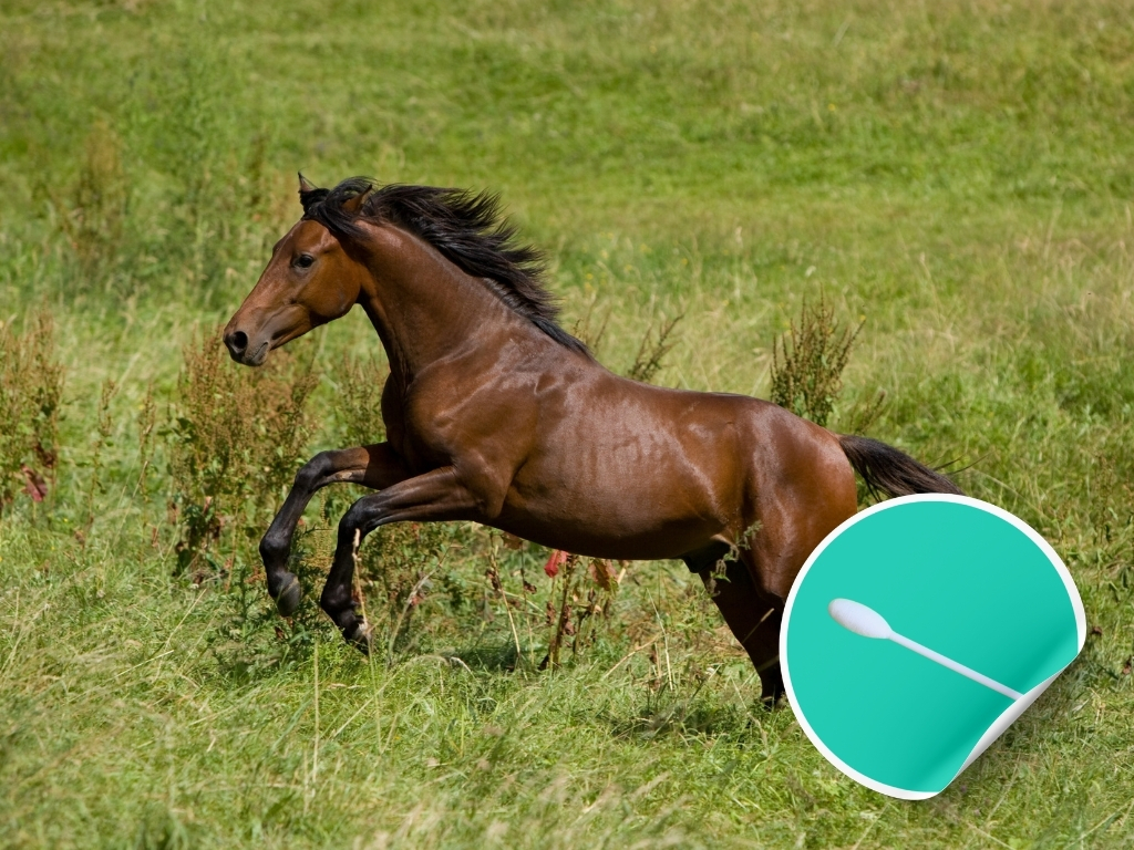 Epona Equine influenza Swab